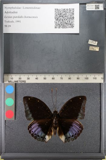Media type: image;   Entomology 141252